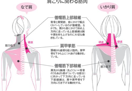 自律神経が整うと、肩も心もふわっと軽く。