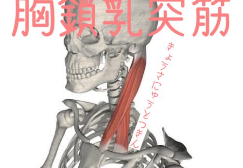 〜 めまい,頭痛,肩こりはここの筋肉が原因！！