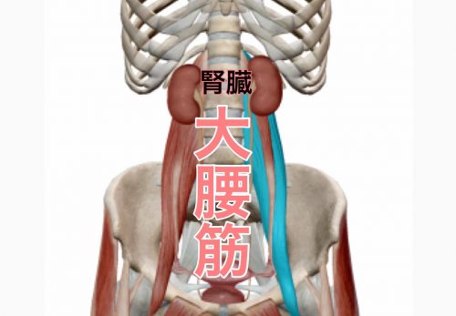 あなたの腰痛は内臓が関係しているかもしれません！？
